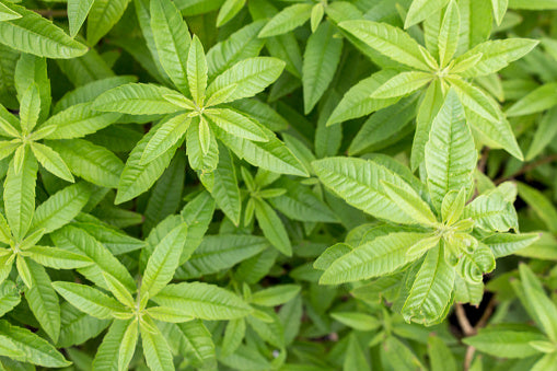 Lemon Verbena - Common Uses