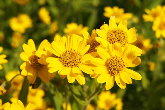 Arnica Flowers Dried Herb Uses