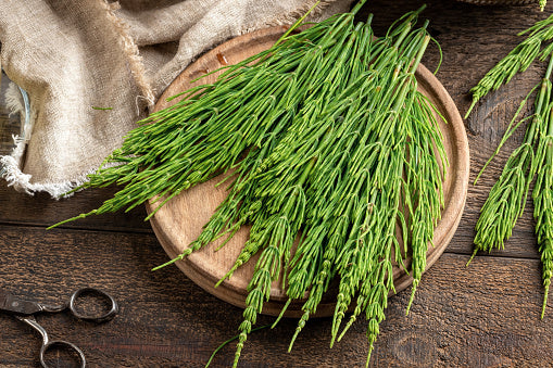 Horsetail - Benefits in the Home and Garden