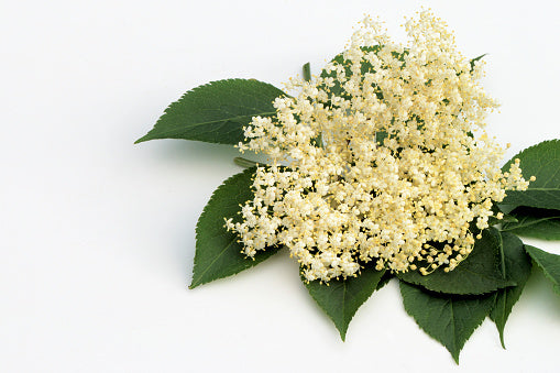 Elderflower Tea Recipe