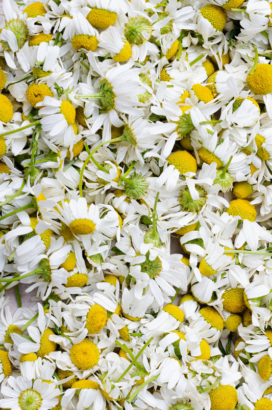 Chamomile Tea Benefits