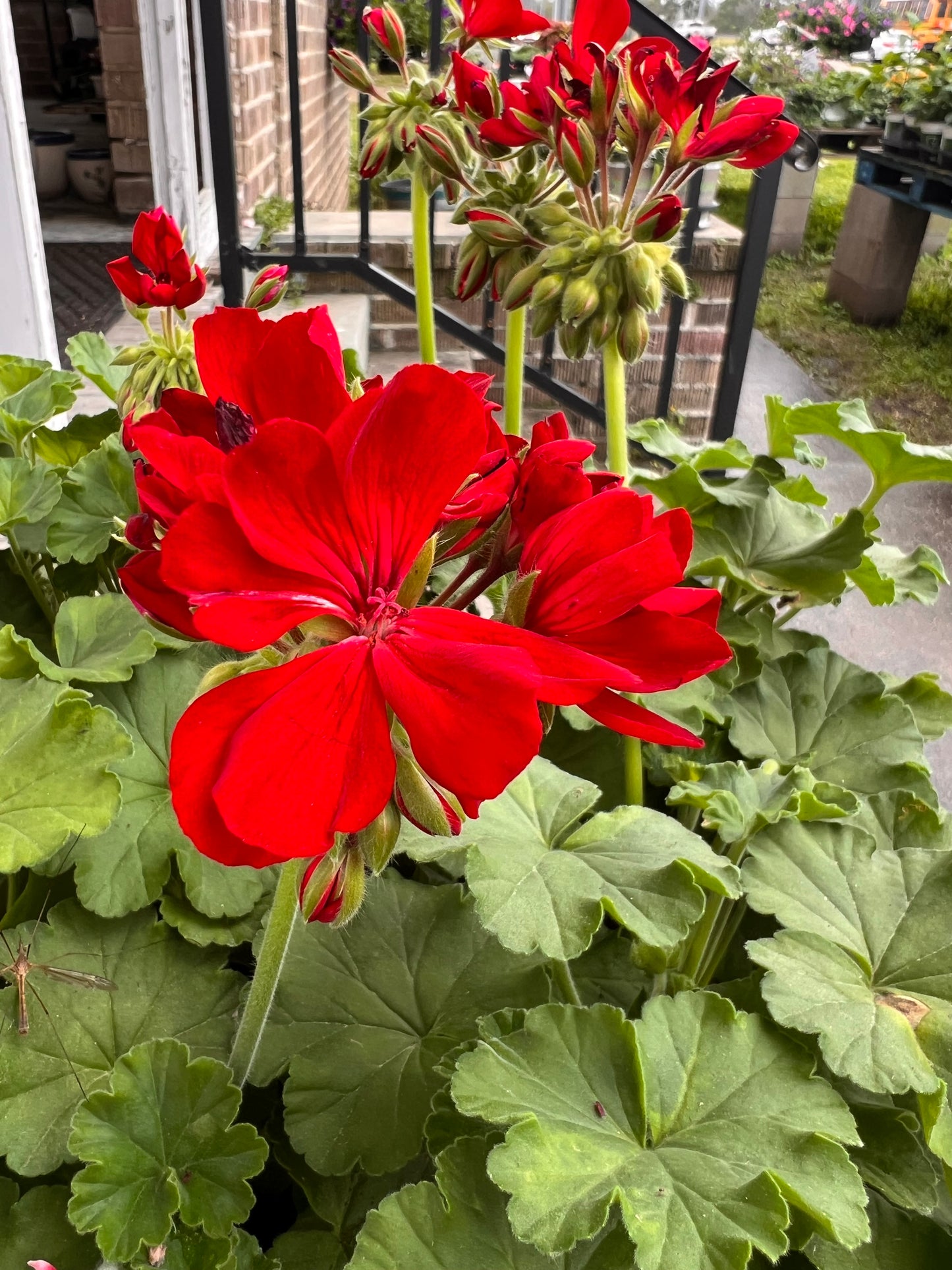Geranium Dynamo Dark Red