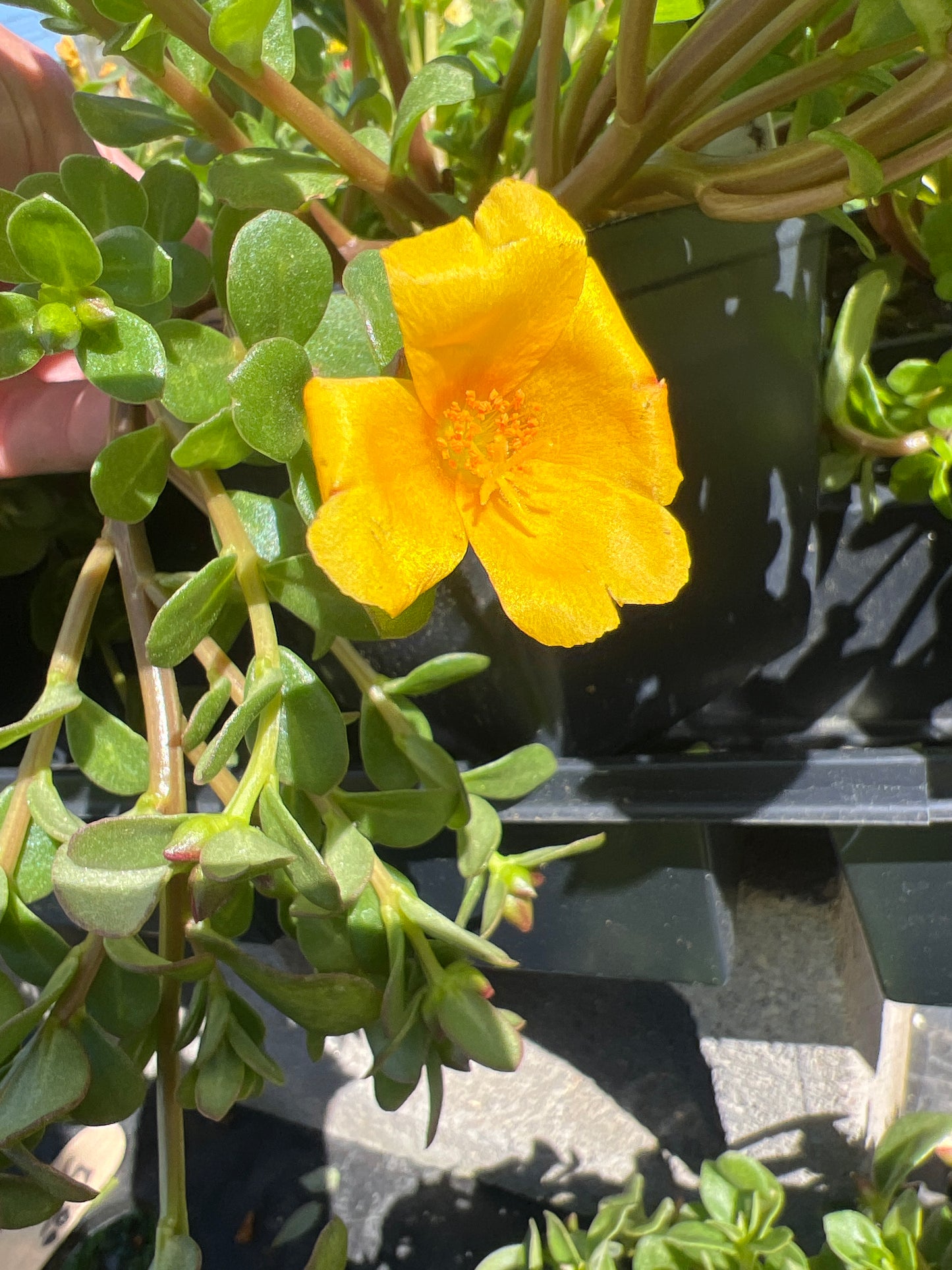 Purslane Portulaca - Mega Pazzaz Gold (yellow)