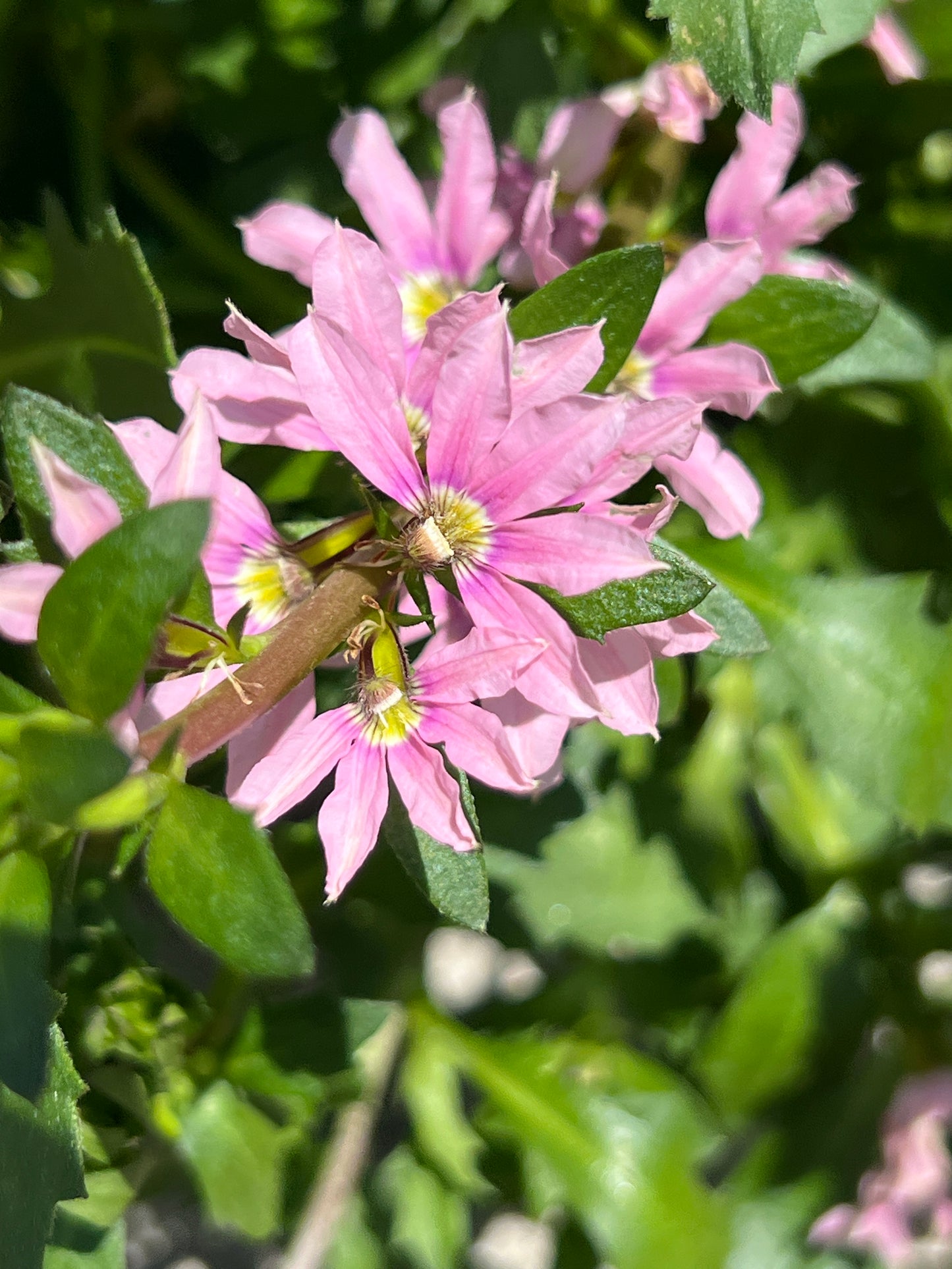 Scaevola Pink Blessing