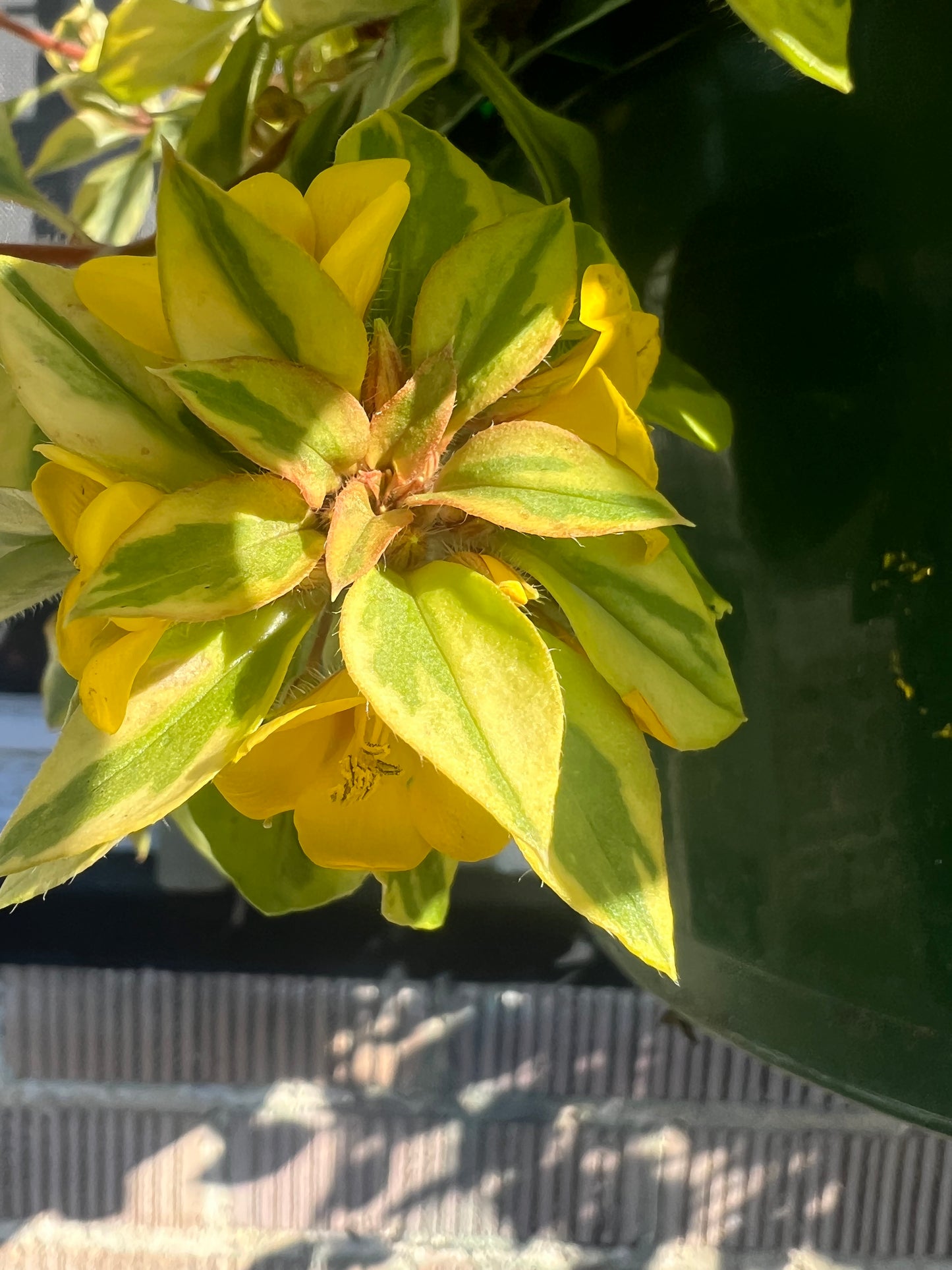 Lysimachia Variegated 'Variegated Creeping Jenny'