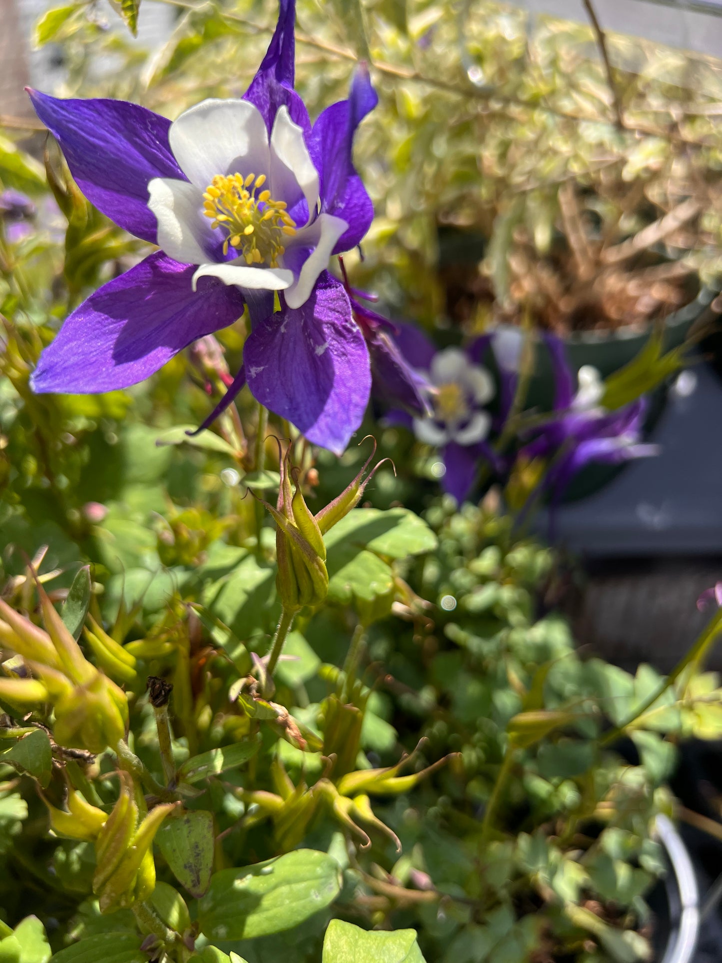 AQUILEGIA KIRIGAMI PURPLE/BLUE COLUMBINE