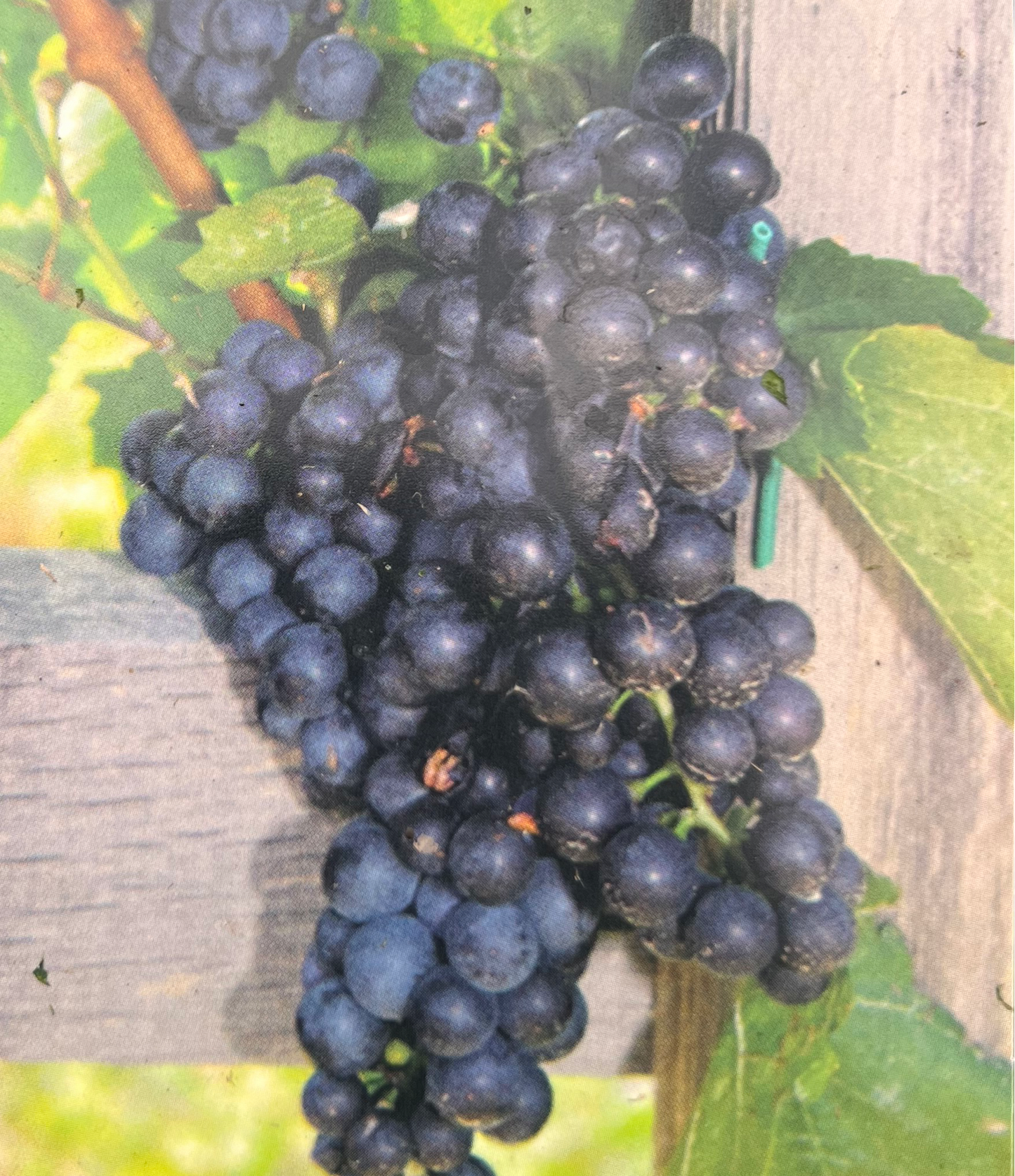 Grapes MidSouth