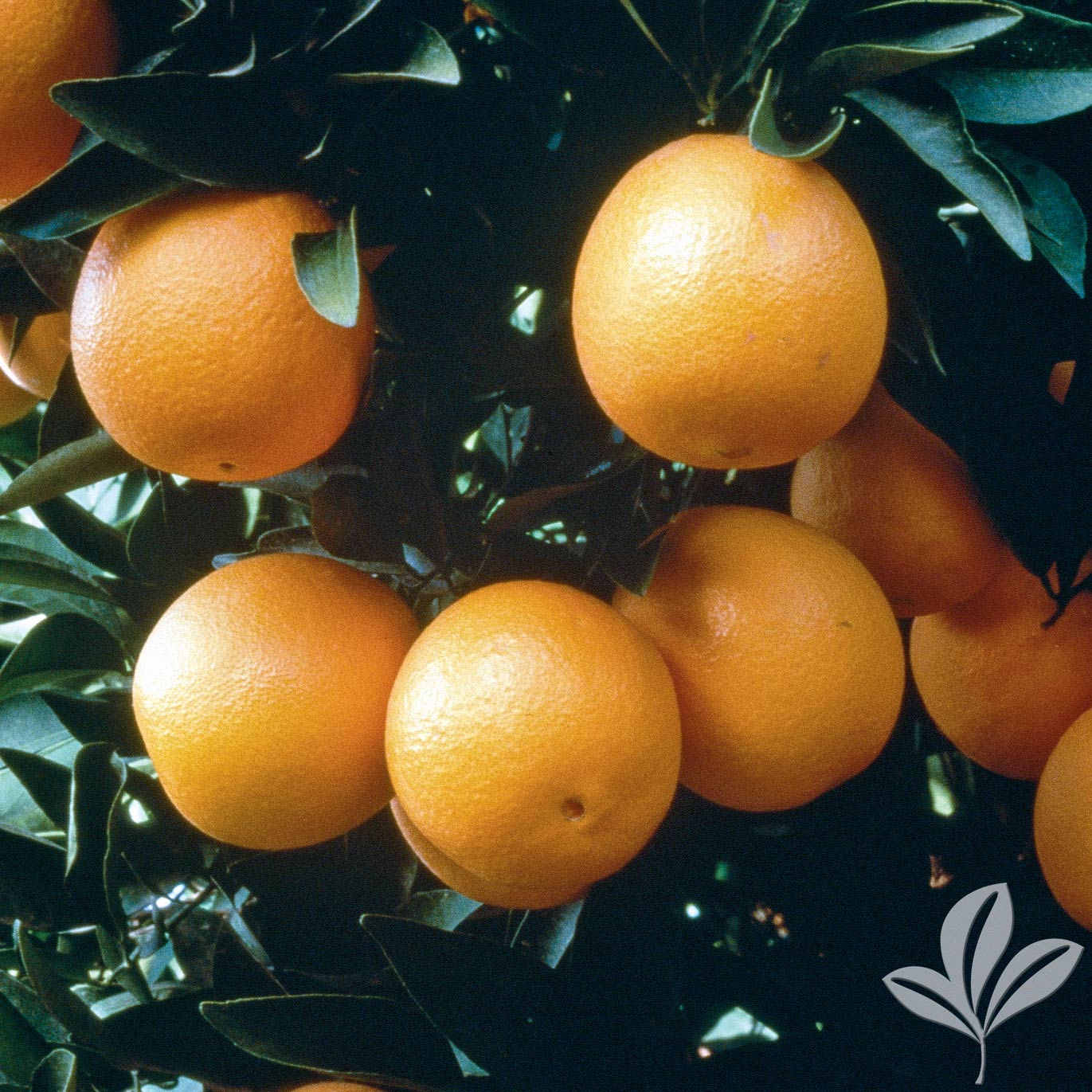 Orange, Washington Navel