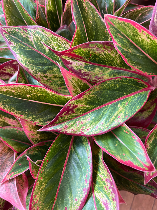 Aglaonema Aurora