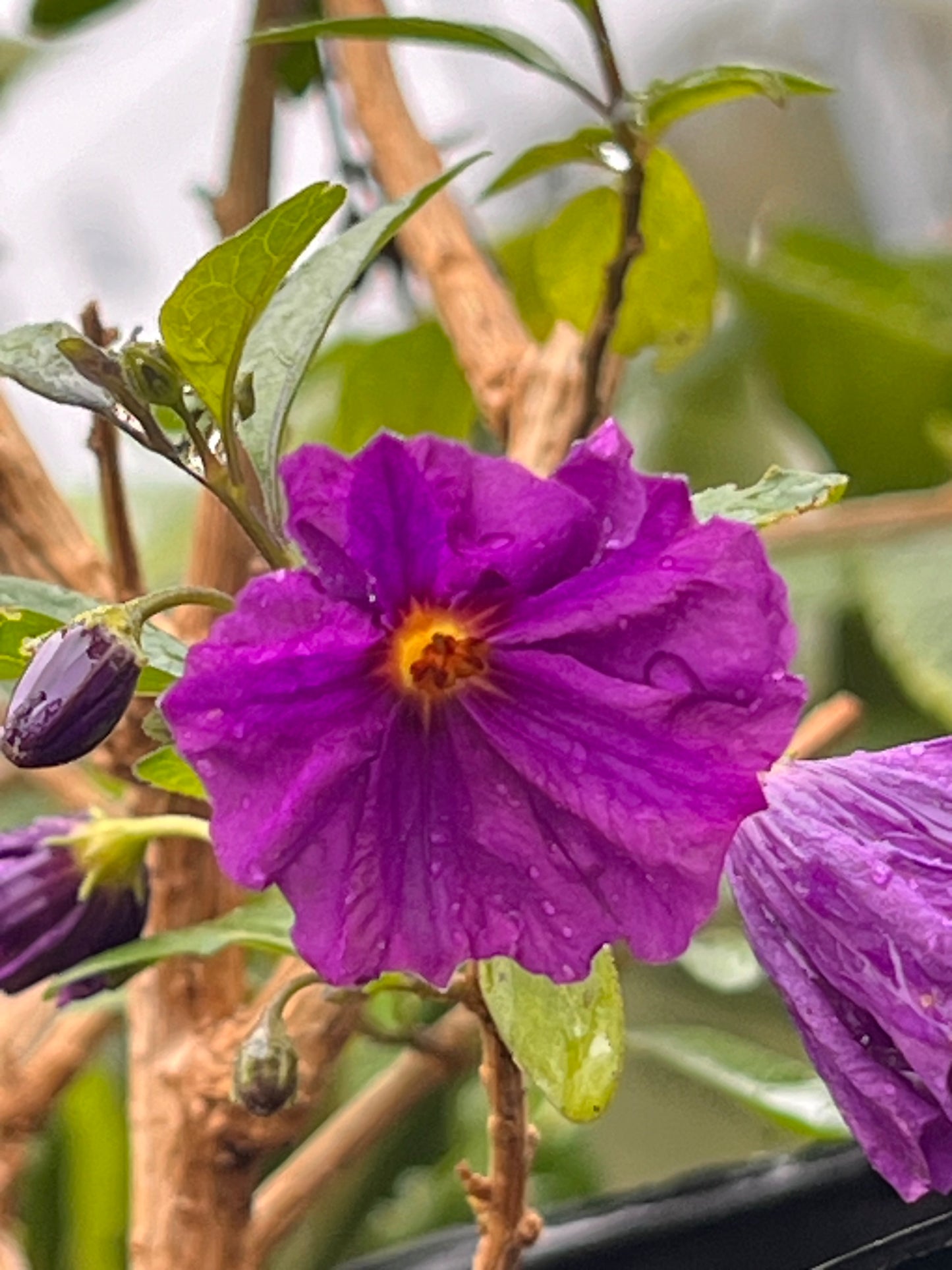 Lycianthes rantonnetii Blue Potato Bush