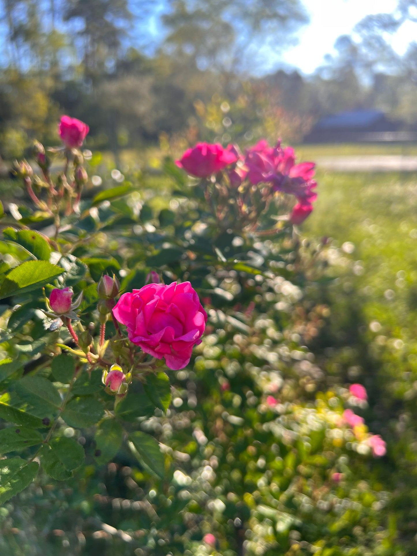 Rose Peggy Martin Katrina Rose