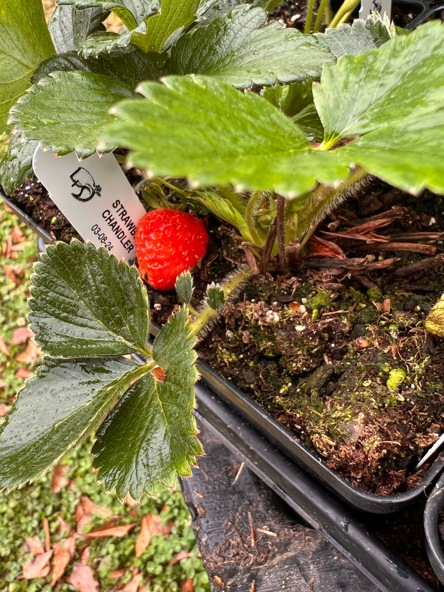 Strawberry, Chandler