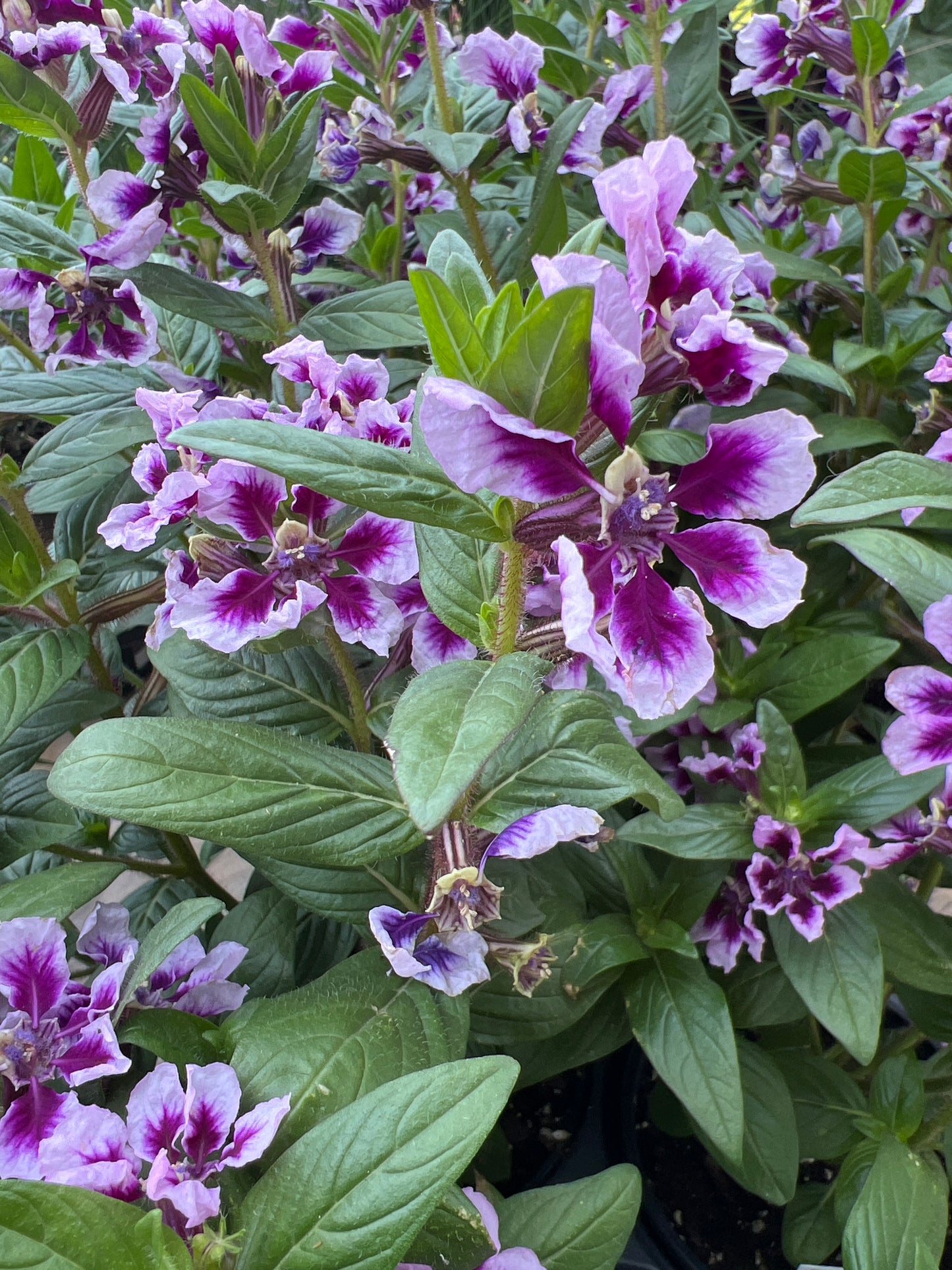 Cuphea ‘Sweet Talk Lavender’