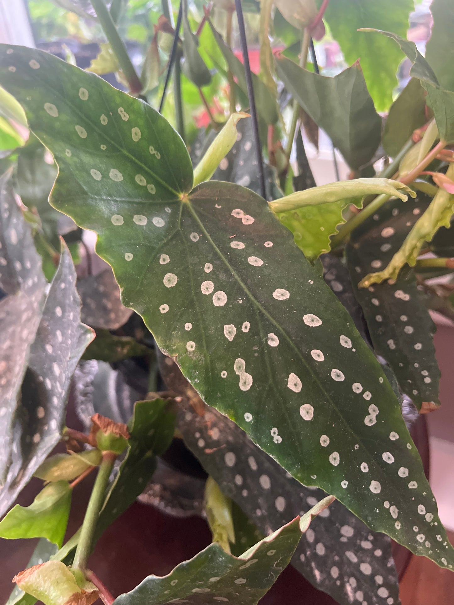 Begonia My Special Angel