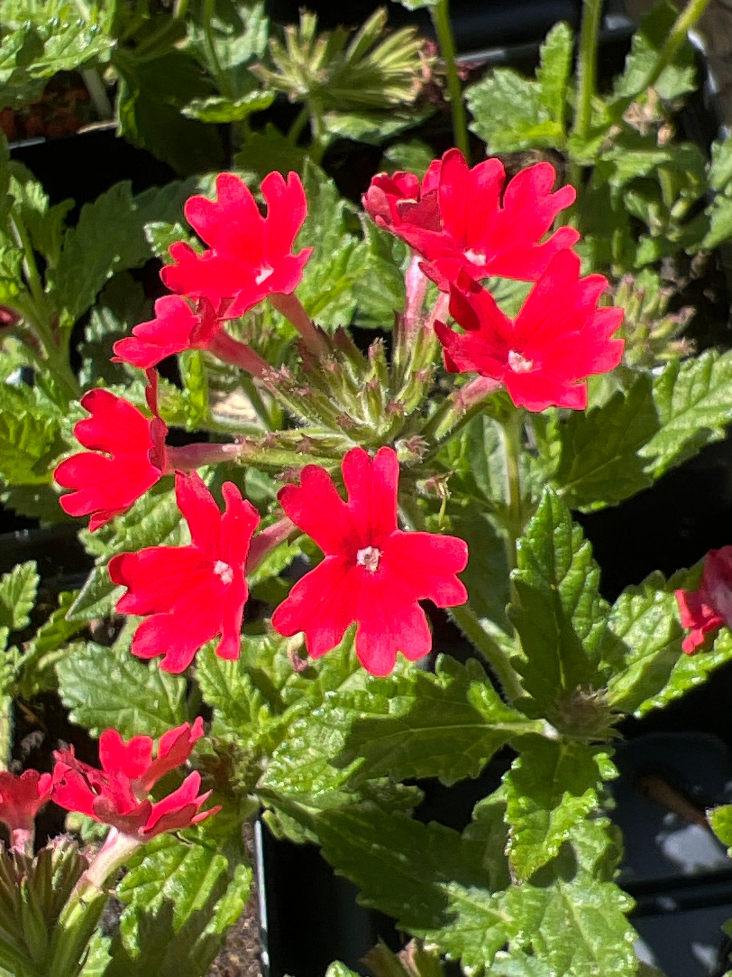 Verbena - Homestead Red