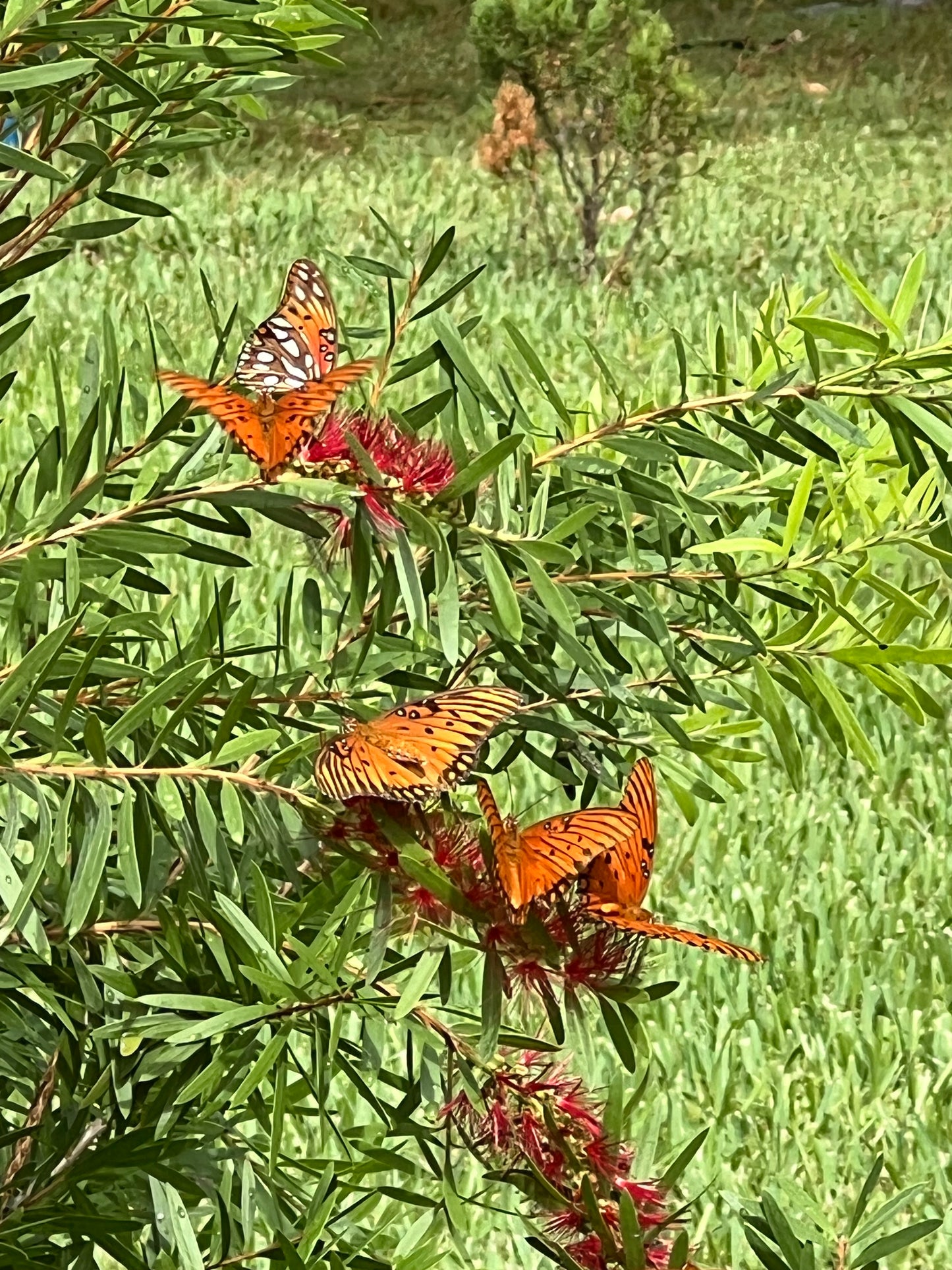Bottle Brush, Crimson
