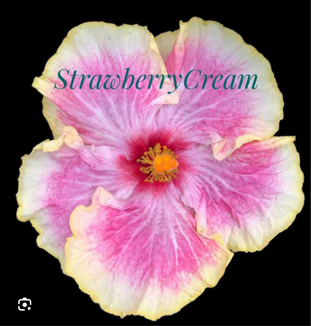 Hibiscus Strawberry Cream - Cajun Hibiscus