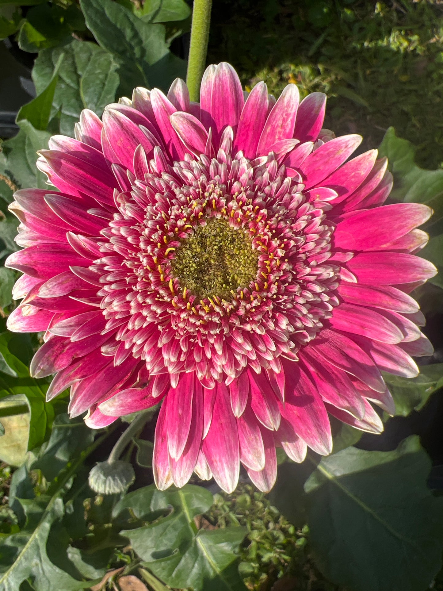 Gerbera ‘Capitol Reef Pink'
