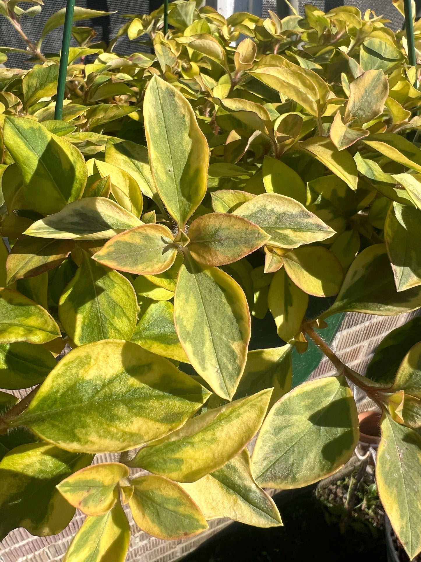 Lysimachia Variegated 'Variegated Creeping Jenny'