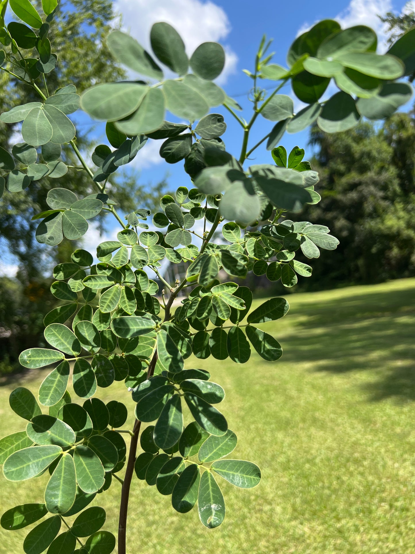 Cassia Splendida