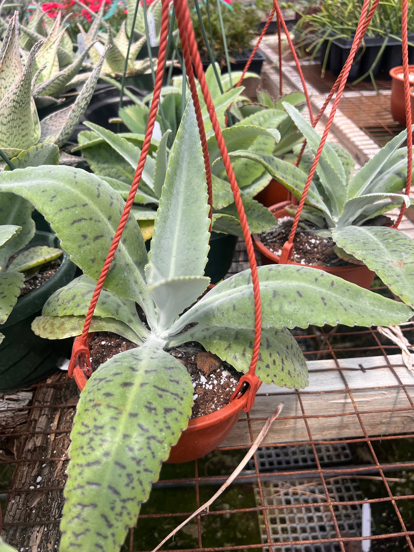 Donkey Ears Hanging Basket