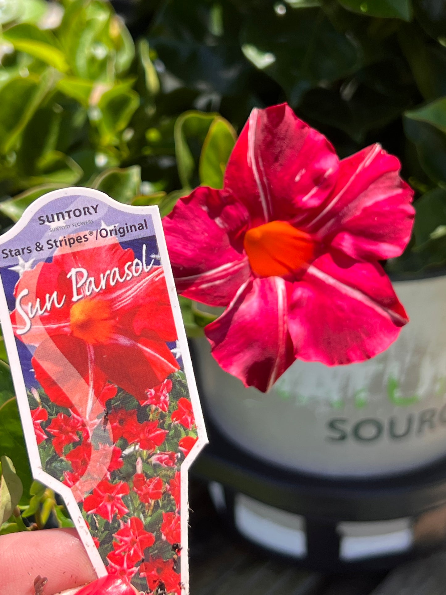 Mandevilla, Sun Parasol "Stars and Stripes"
