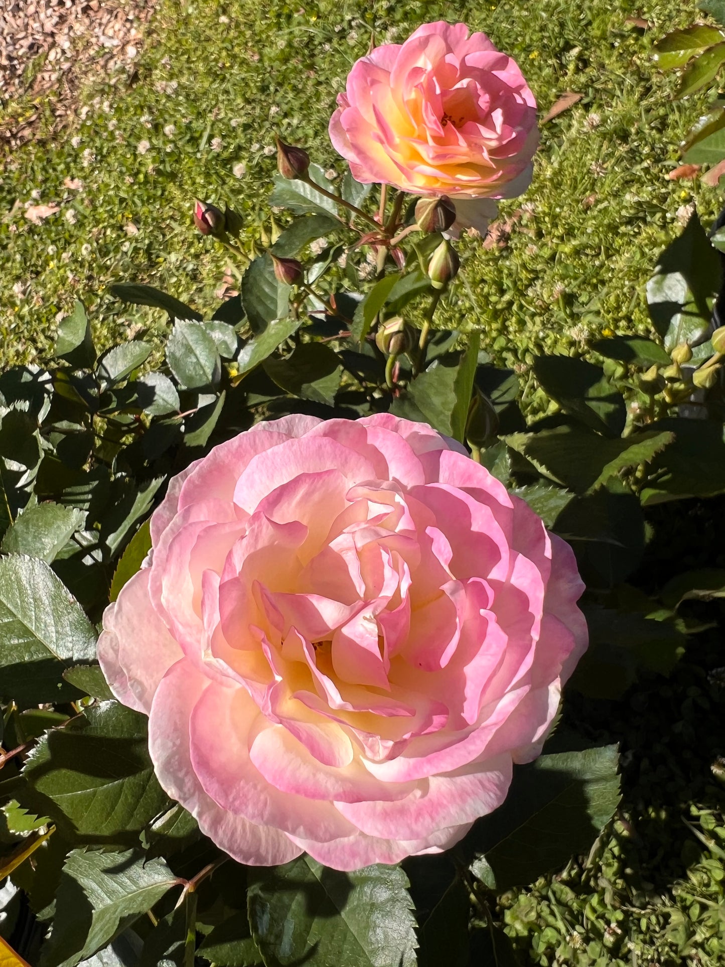 Rose, Life of the Party