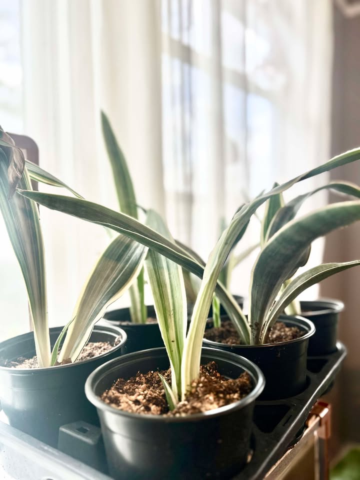 Sansevieria metallica 'Siam Silver'