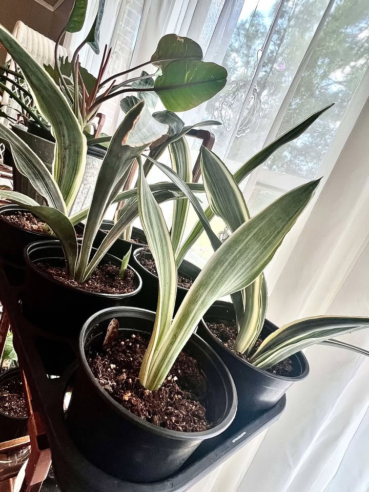 Sansevieria metallica 'Siam Silver'