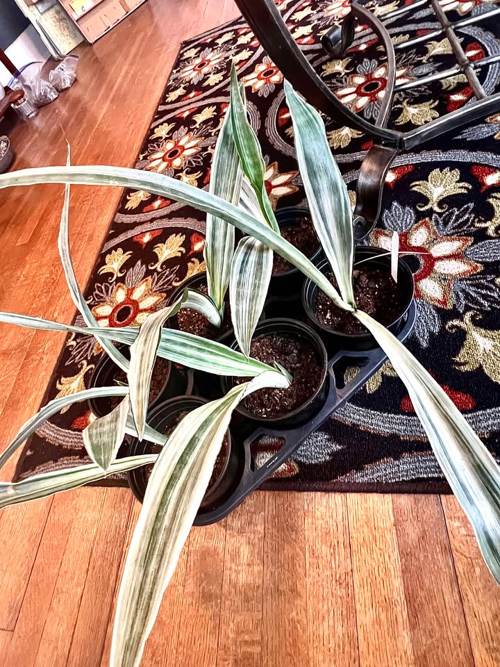 Sansevieria metallica 'Siam Silver'