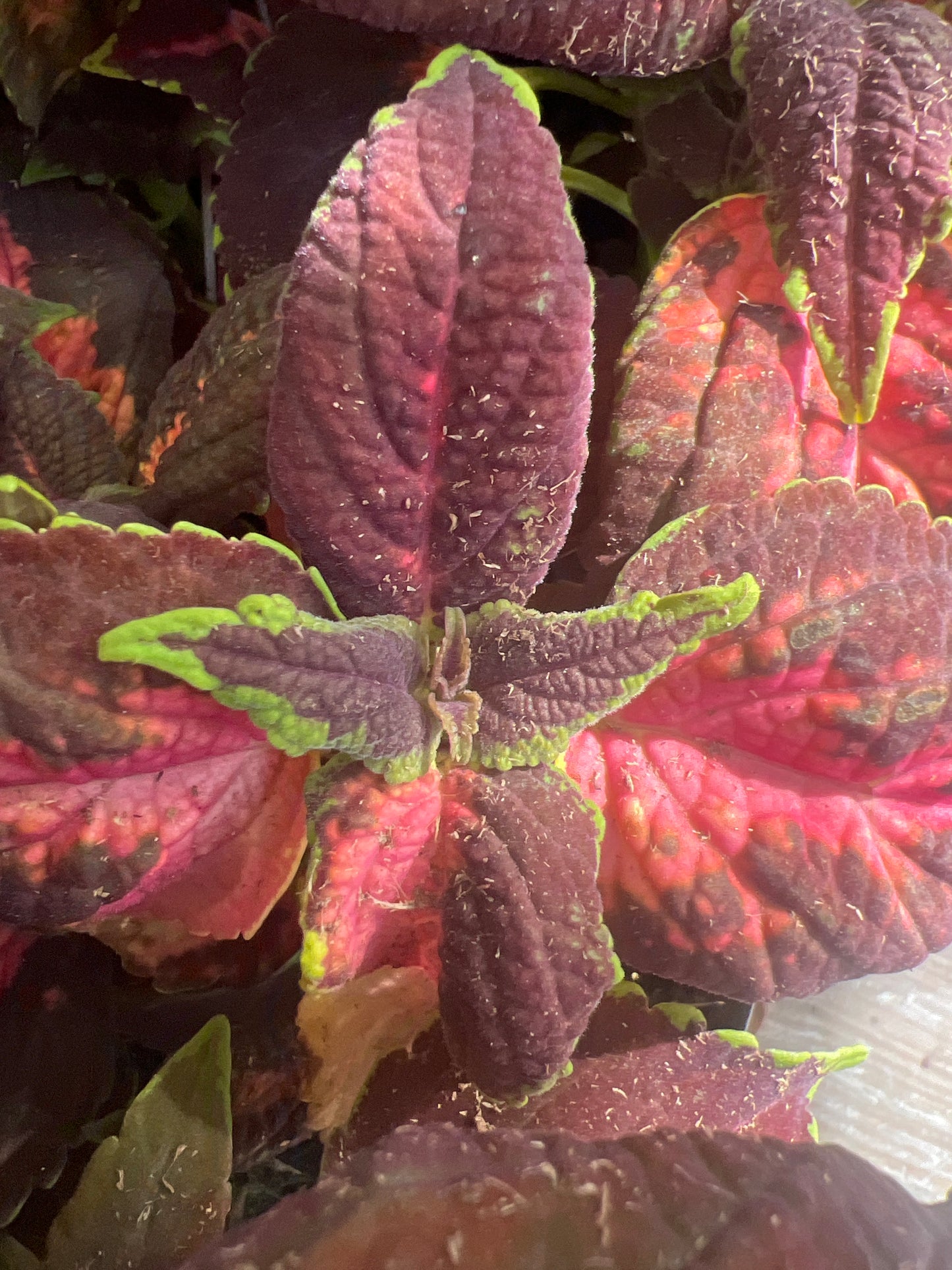 Coleus 'Kingswood Torch'