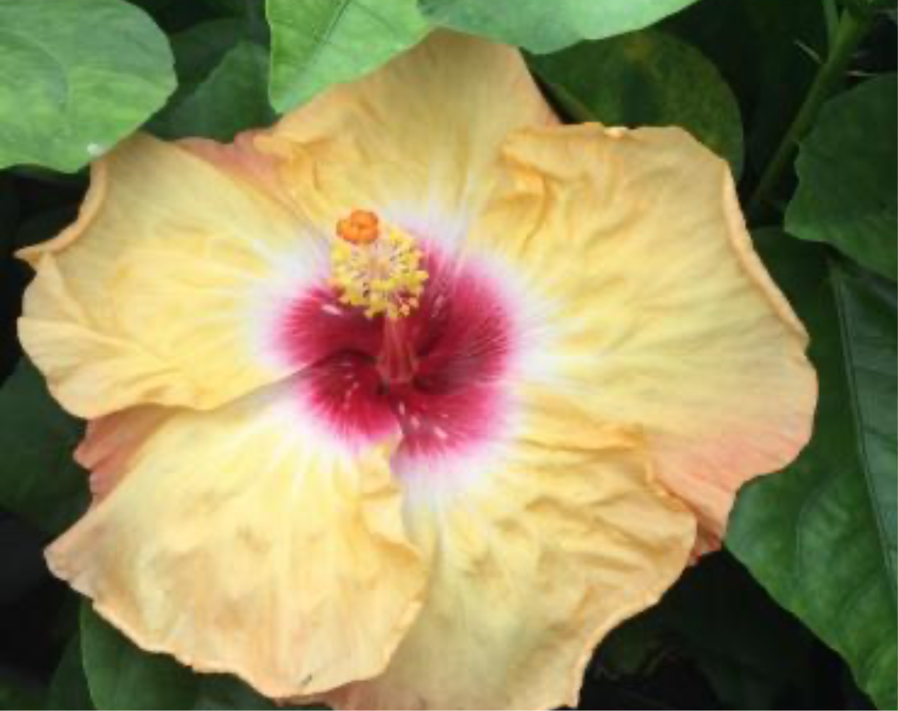 Hibiscus Berries N Cream - Cajun Hibiscus