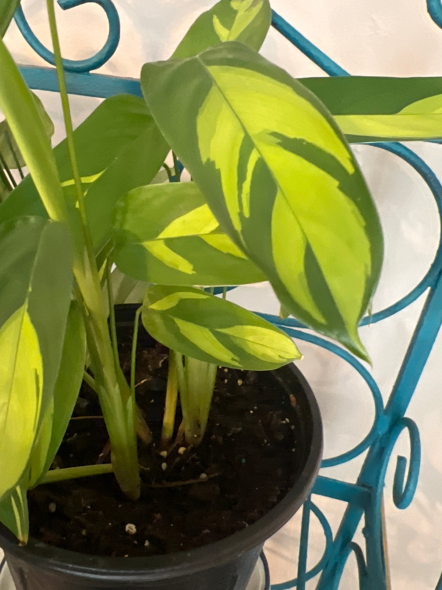 CTENANTHE GOLDEN MOSAIC
