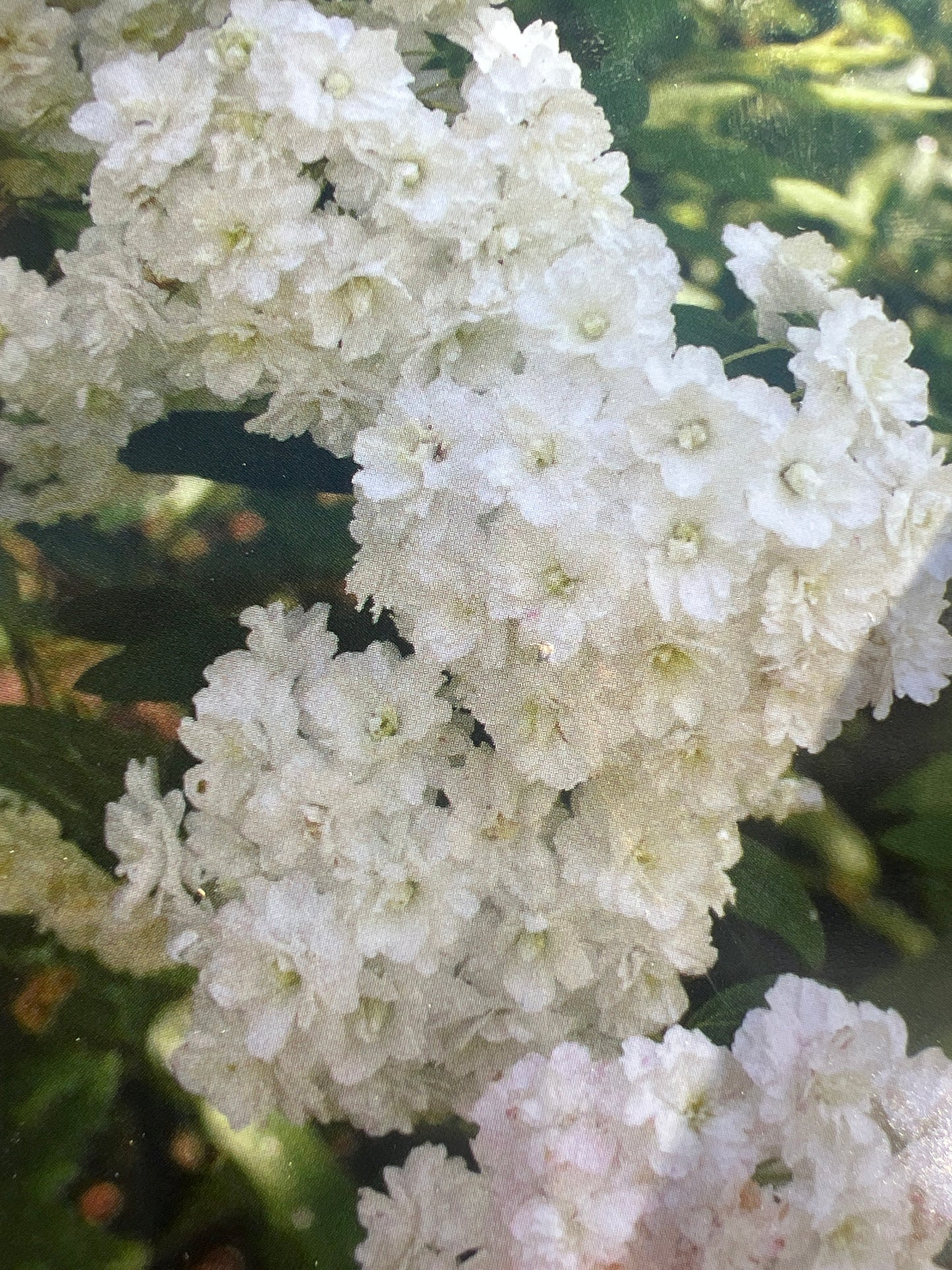 Spiraea 'Double Reeves' Bridal Wreath