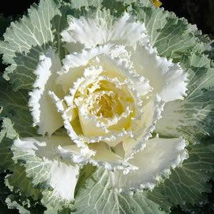 Cabbage Osyka Ornamental
