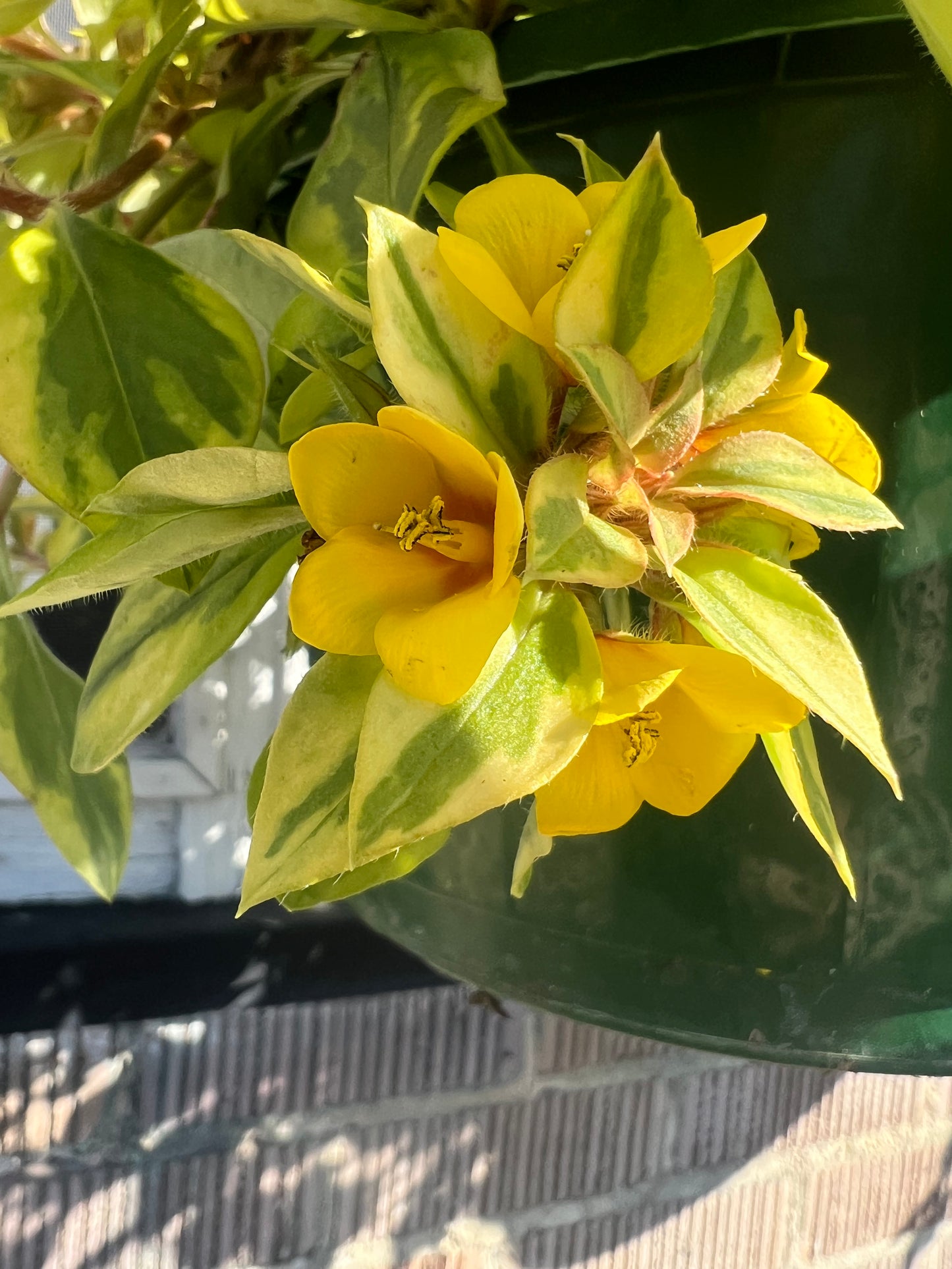 Lysimachia Variegated 'Variegated Creeping Jenny'