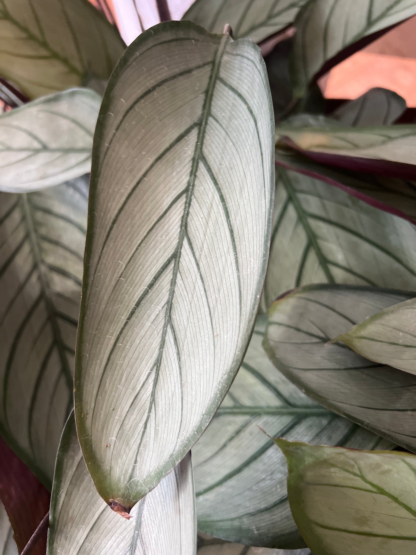 Ctenanthe 'Grey Star'