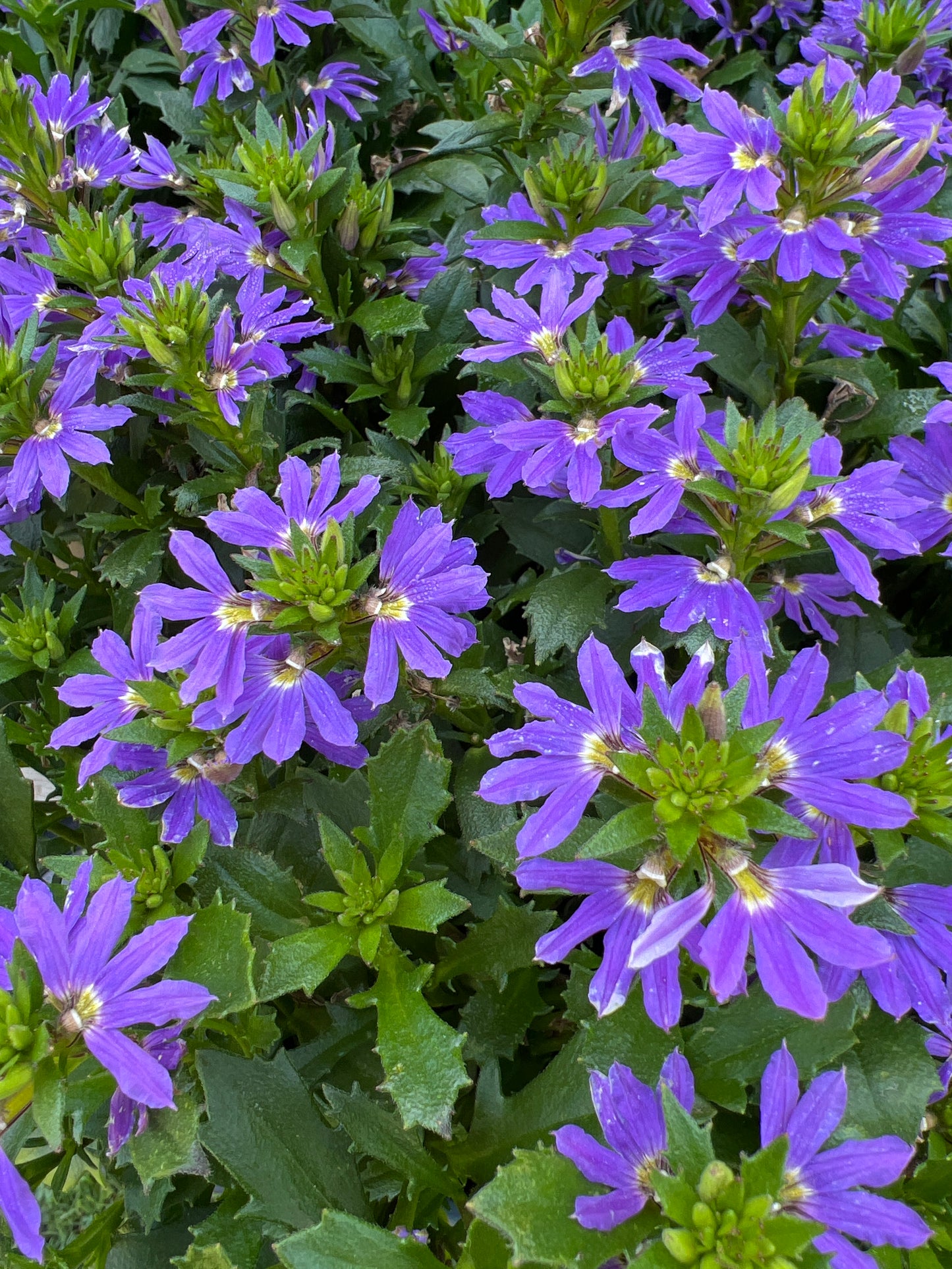 Scaevola Fairy Blue