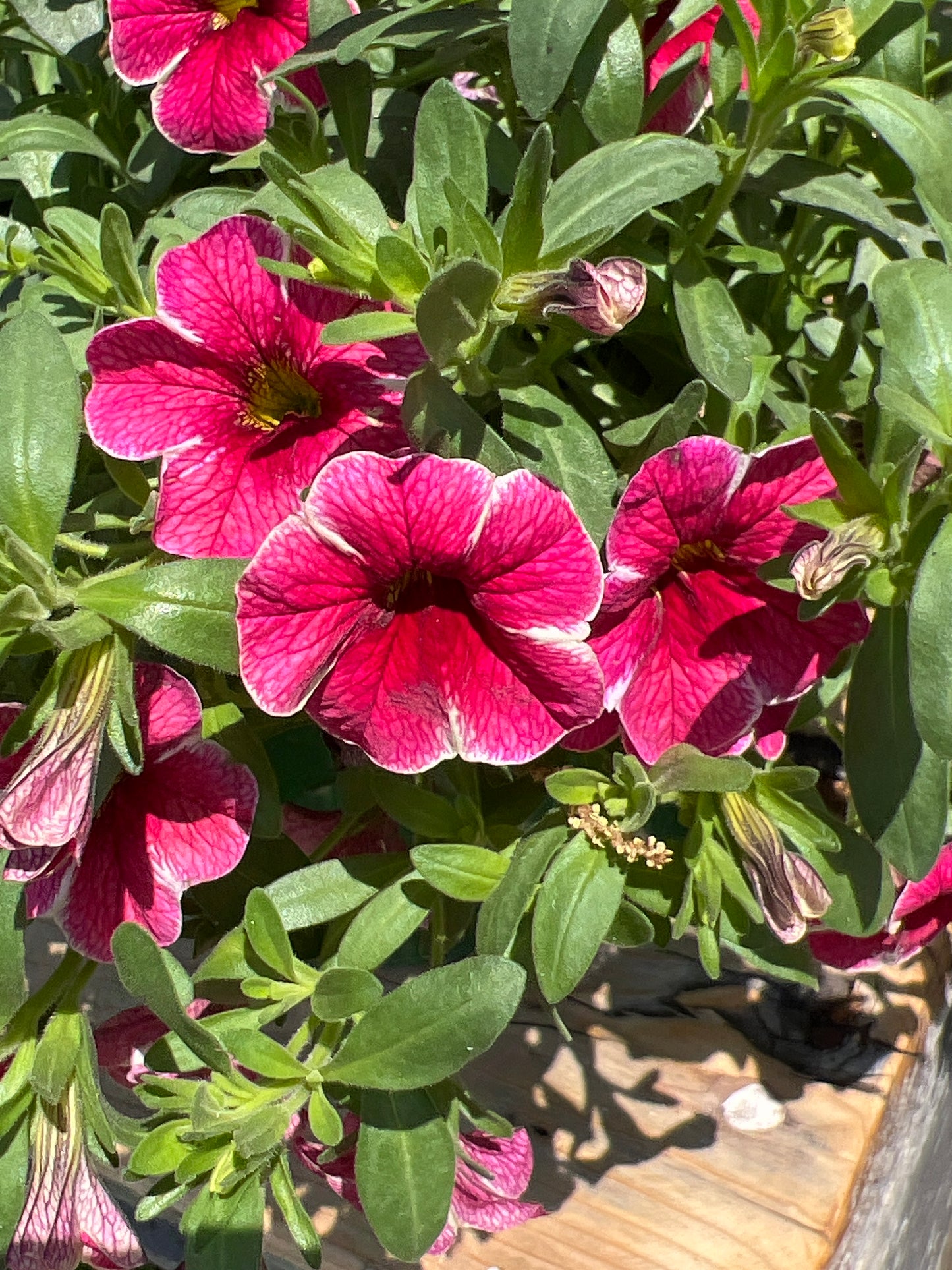 Calibrachoa Colibri 'Cherry Lace'