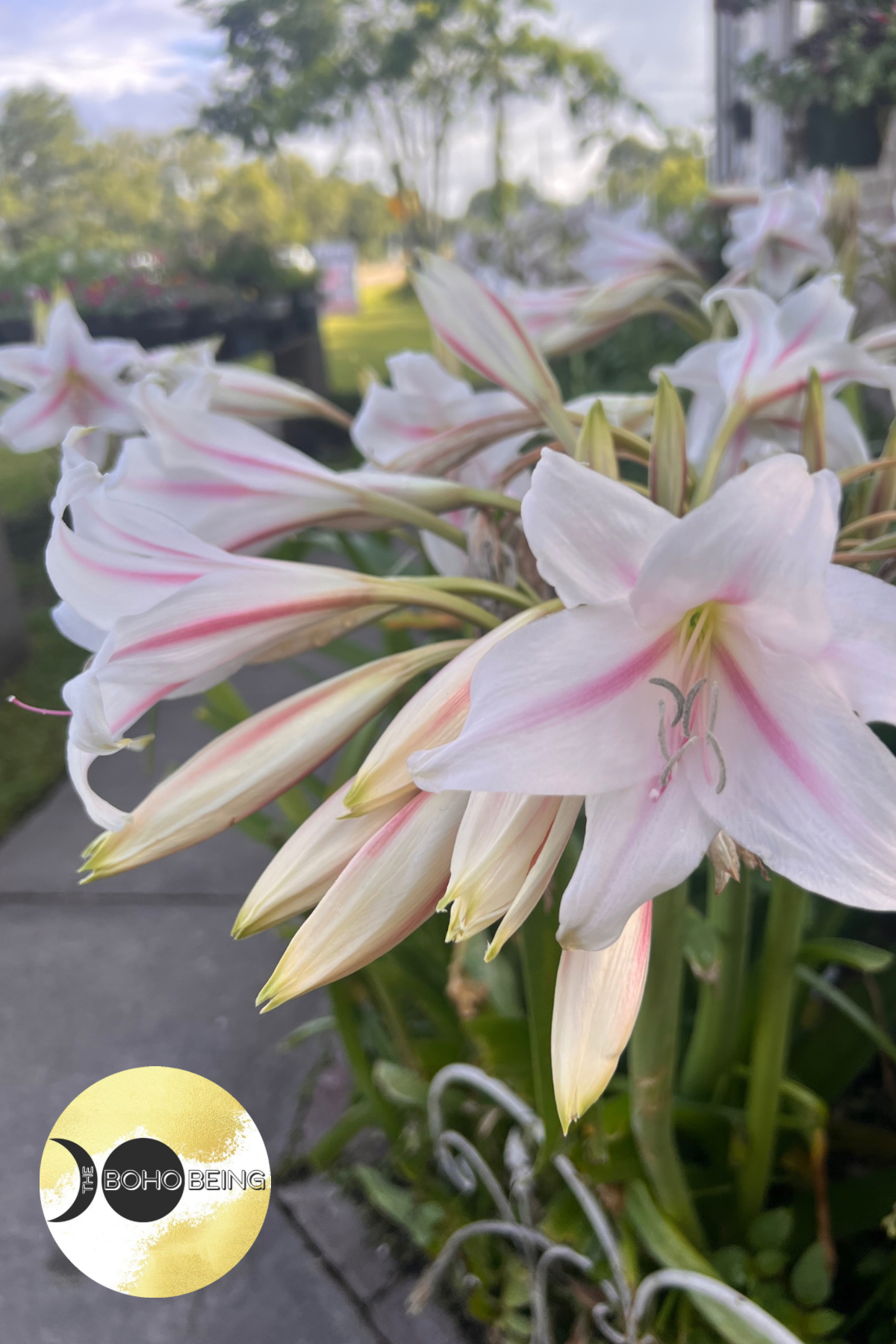white lily milk trinidad Crinum x herbertii 'Milk and Wine' "12 Apostles Lily"