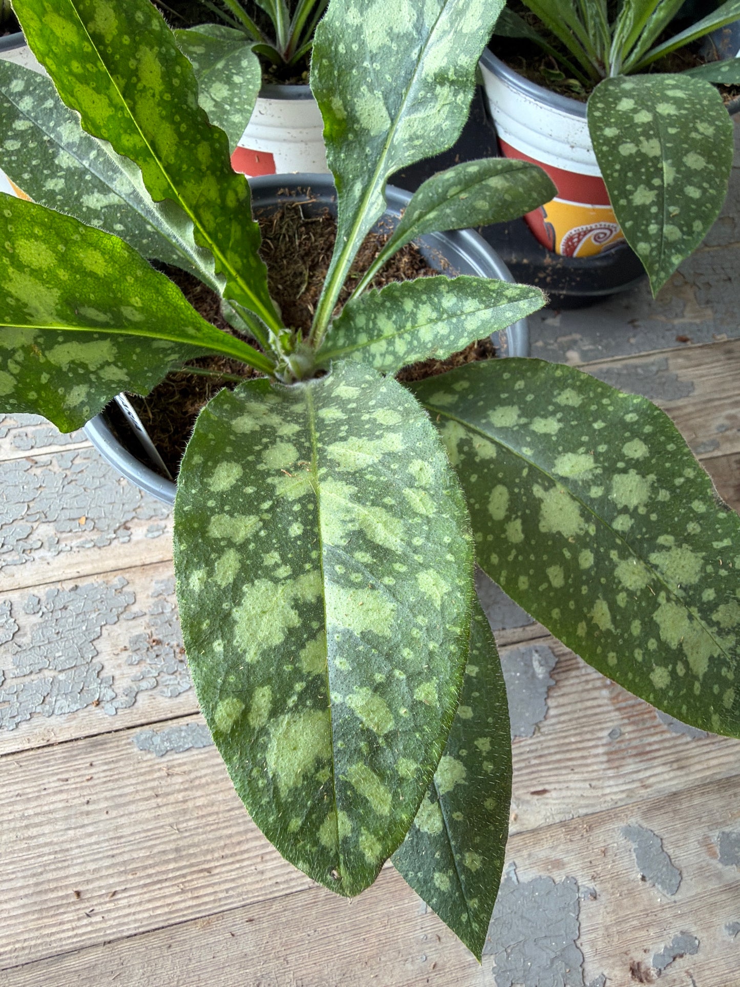 Pulmonaria ‘Lisa Marie’