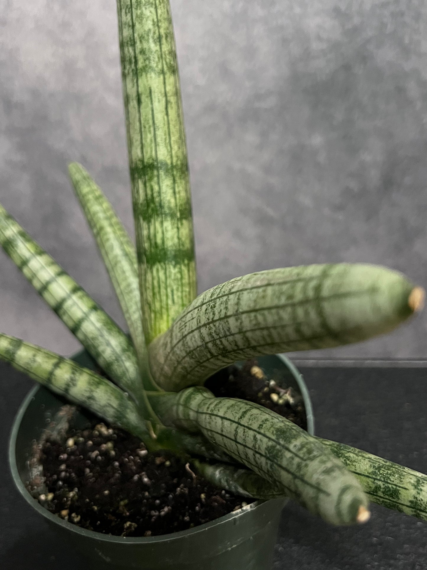 Dracaena angolensis Sansevieria cylindrica