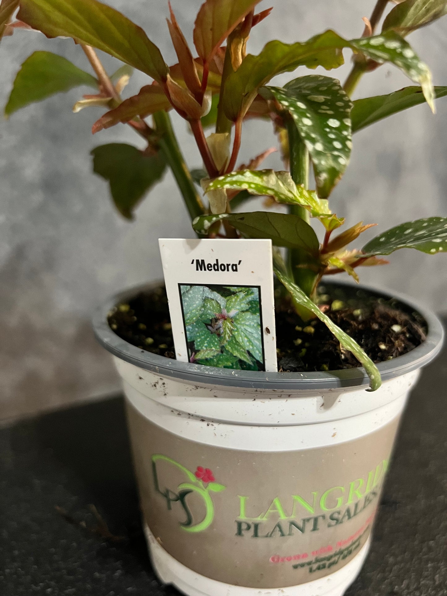 Begonia Angel Wing "Medora"