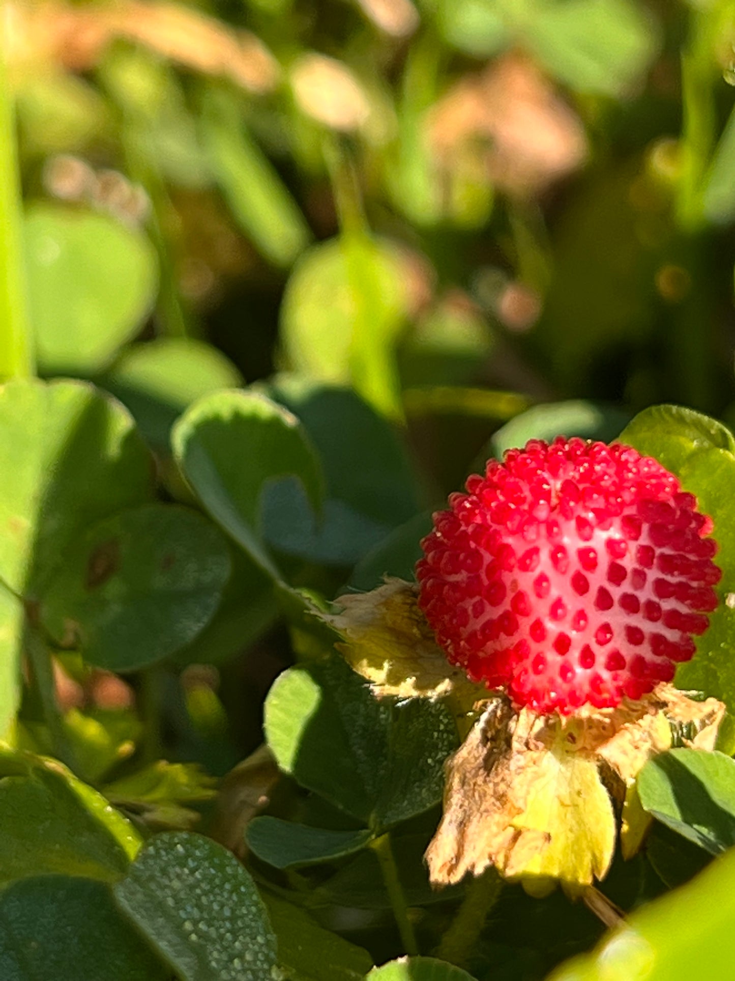 Strawberry, Chandler