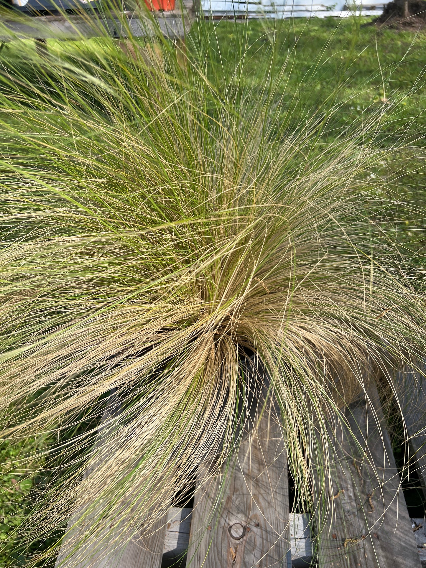 Mexican Feather Grass (Nassella tenuissima)