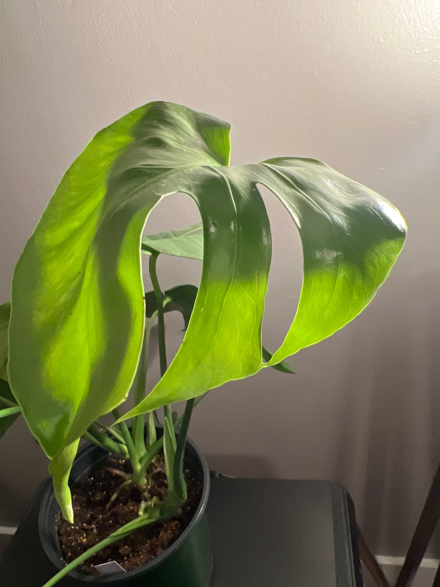 Monstera Swiss Cheese