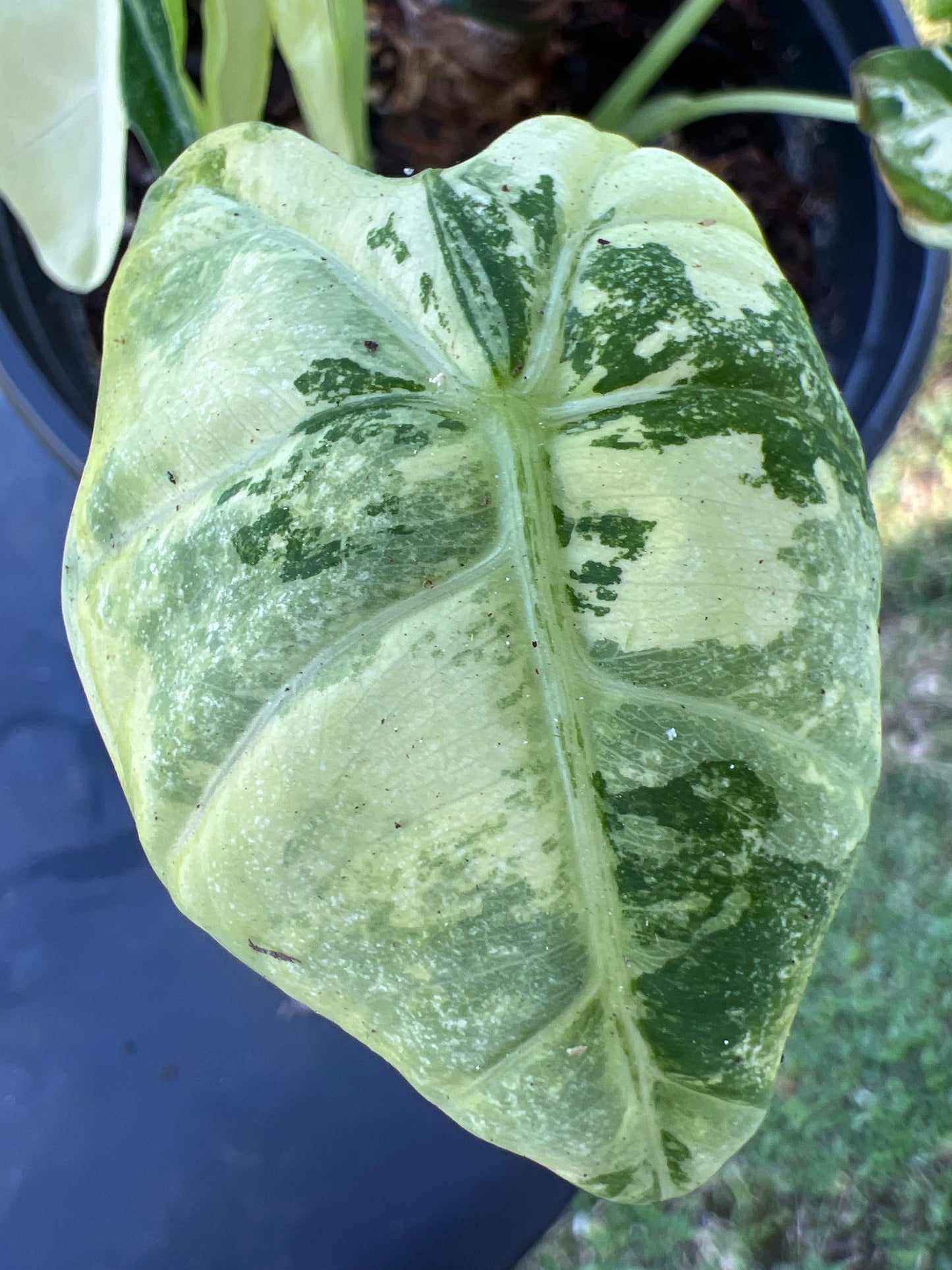 Alocasia Frydek
