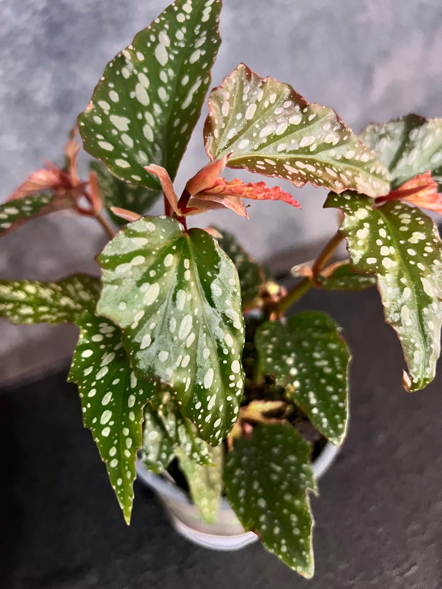 Begonia Angel Wing "Medora"