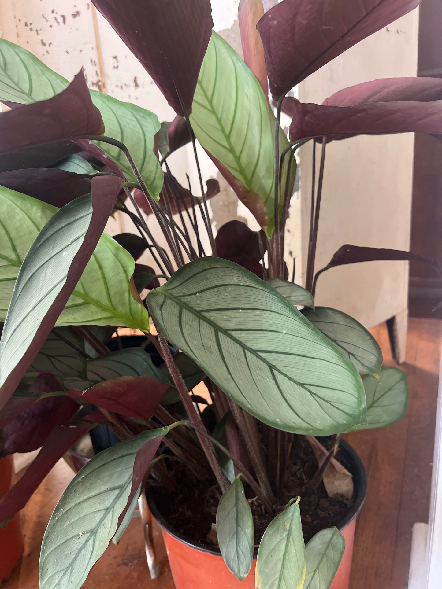 Ctenanthe 'Grey Star'