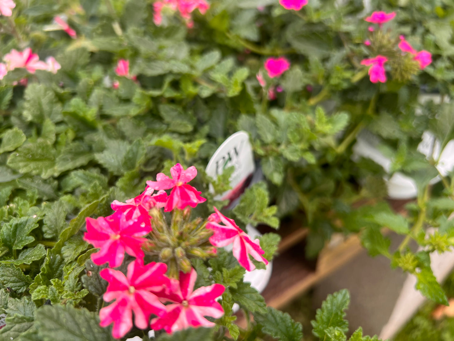 Pentas Beebright Pink Lipstick
